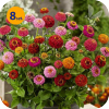 ZINNIA ELEGANS LILLIPUT MIX 8 SZTUK